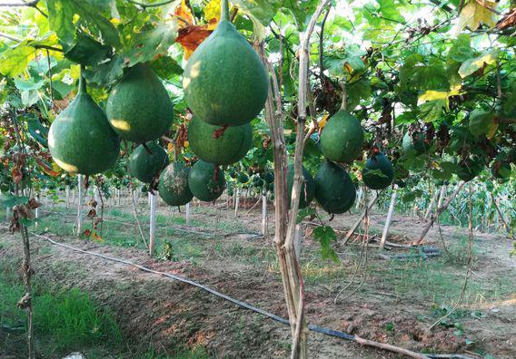 农民家乡创业1年挣150万 他发明1个种地新方