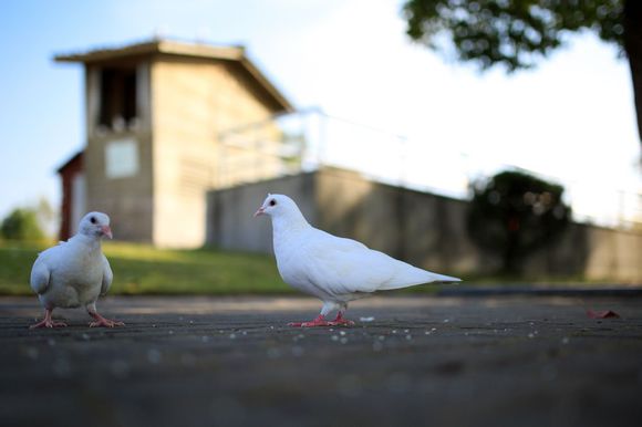 2018各高校的网红人物,一只鹅成功C位出道