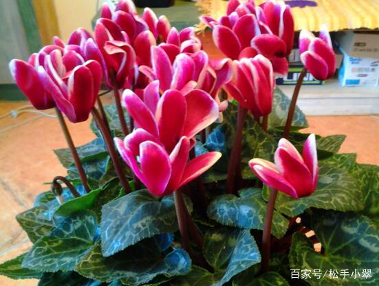 楼房里必养的8种花,家里养这8种花招财又旺财