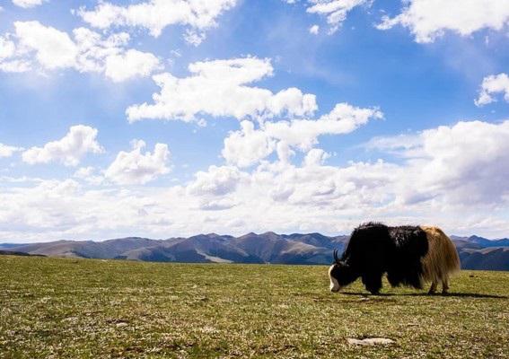 最后的香格里拉!这个抖音上爆火的人间仙境有