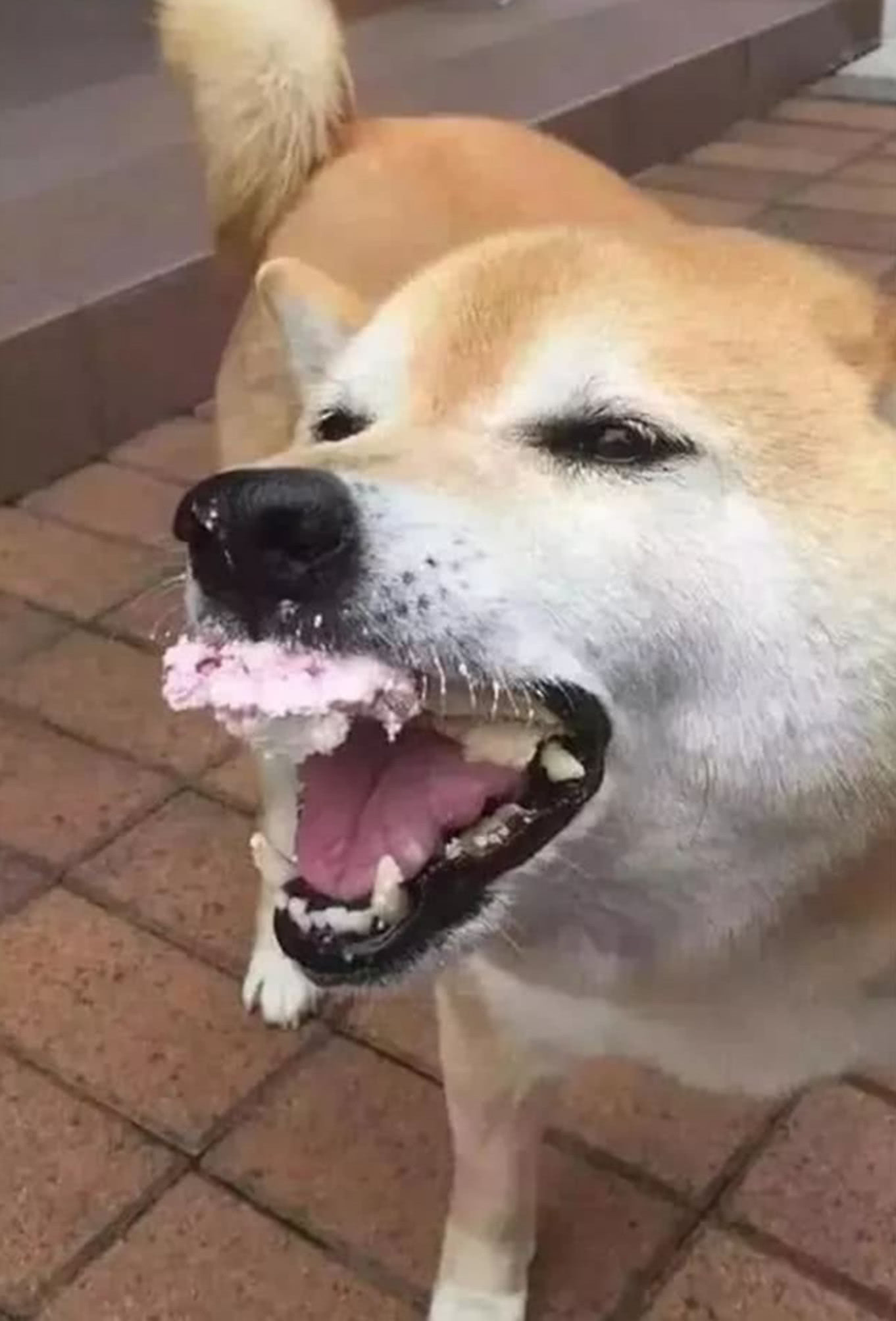 柴犬使出浑身解数,拼命讨好卖萌获得蛋糕,销魂吃相让人笑崩