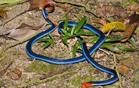 野外遇到蓝色的蛇,男子吓得乱棍打死,专家这话,却让他后悔不已