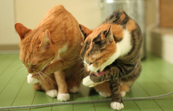 如果你养猫有过敏反应,可以试试下面的方法,来