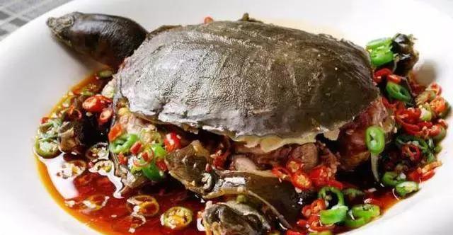 舌尖上的龟肉 食用及做法大全