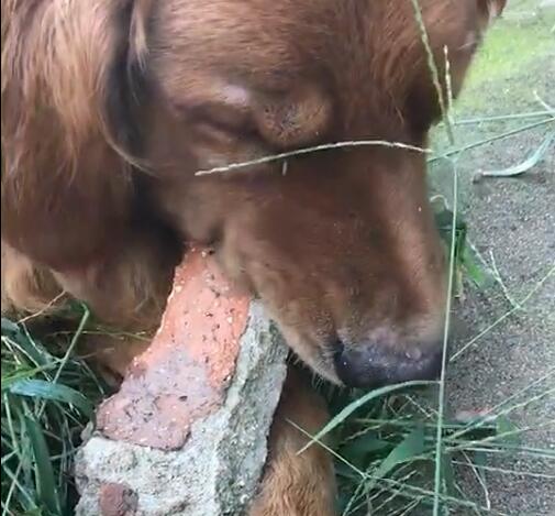 狗狗把砖头当骨头,咬得嘣嘣脆,那牙齿都一起嘣了!