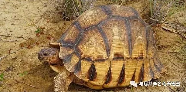 世界八大稀有名龟排行 第一名众望所归