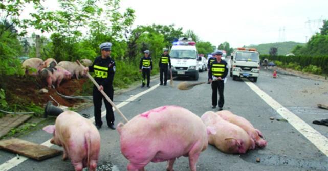 老司机高速公路上遇羊群, 相距几十米却不刹车, 直接碾过三只