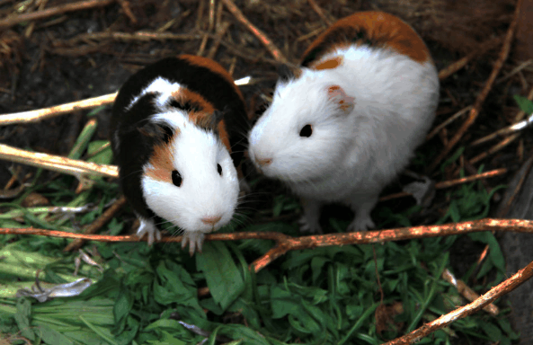 拥有超强繁殖能力的老鼠, 一年可生80对宝宝,