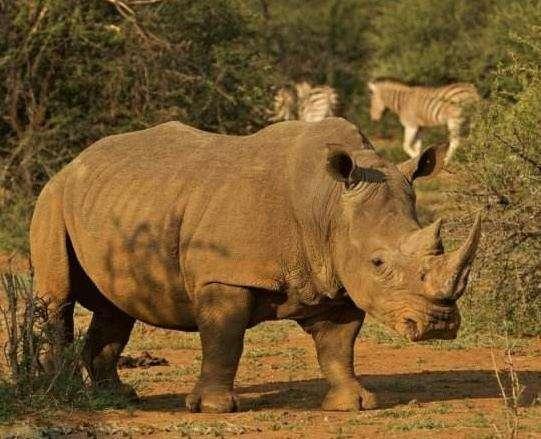 太宗给三个儿女取乳名:青雀、雉奴、阿兕子,到