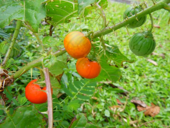 农村一种似番茄的野果,农民看见就铲掉,若遇到它,可不要乱吃