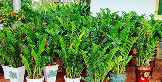 金钱树总不长?10天喂次它,电钻小芽窜不停