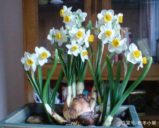 楼房里必养的8种花,家里养这8种花招财又旺财