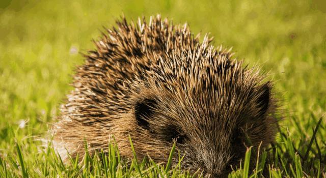拎出小刺猬,刺猬妈妈试图用嘴叼回,一旁小猫:看