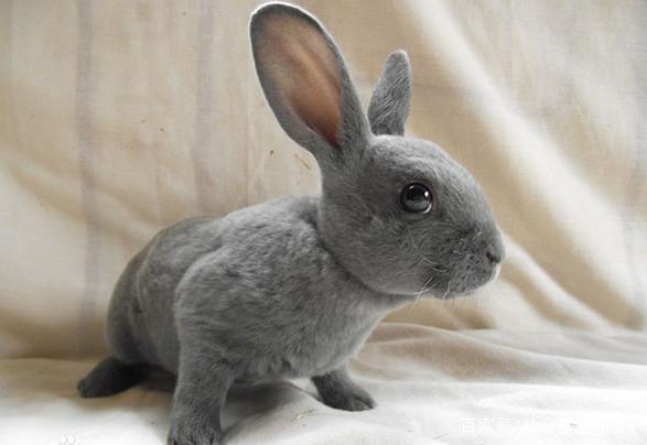 小型宠物兔子品种:你都养过哪些宠物兔子?