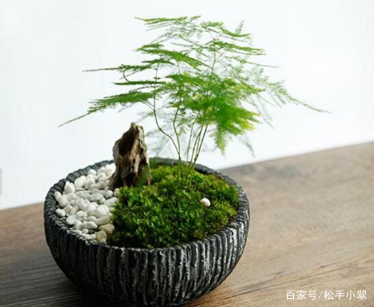 楼房里必养的8种花,家里养这8种花招财又旺财