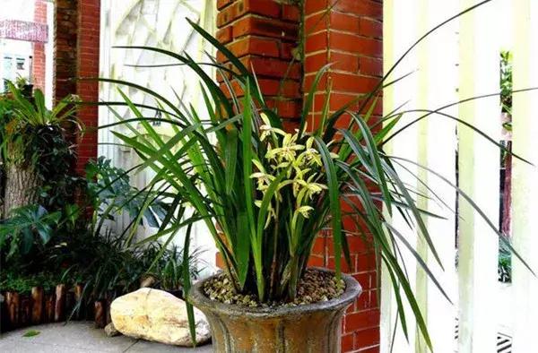 花盆底部放上这几种东西,养十年都不会积水烂