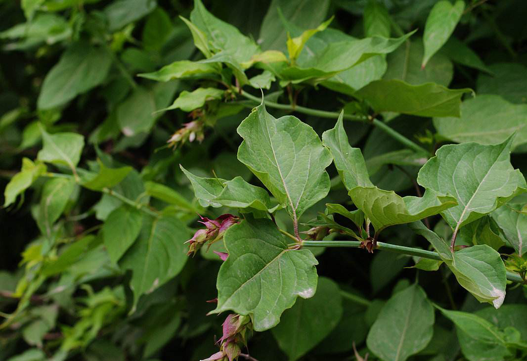 农村奇特的植物,人称"鬼吹箫",果实像葡萄,是祛风湿良药