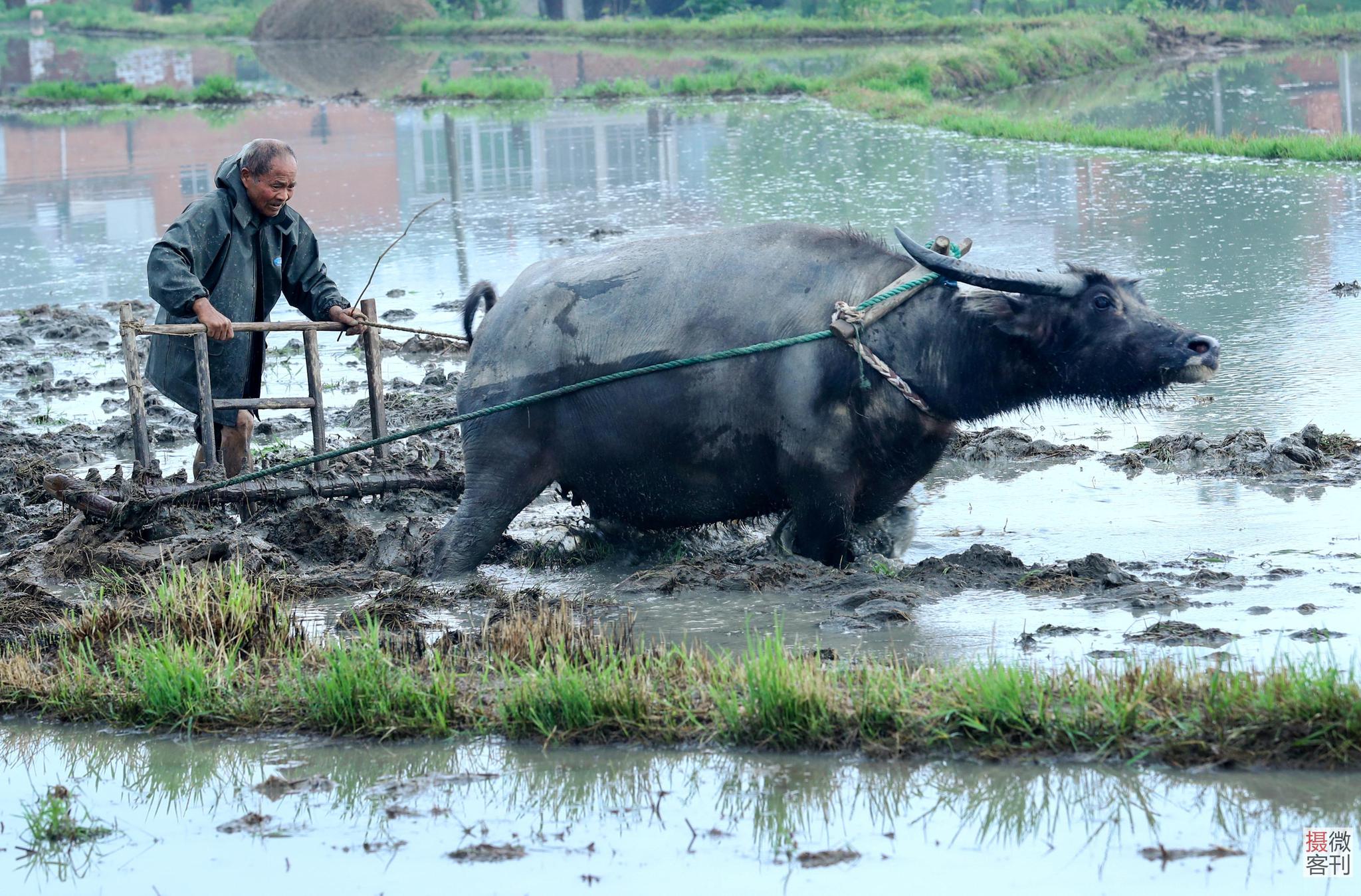 图为村里的农民牵着大水牛在犁田.