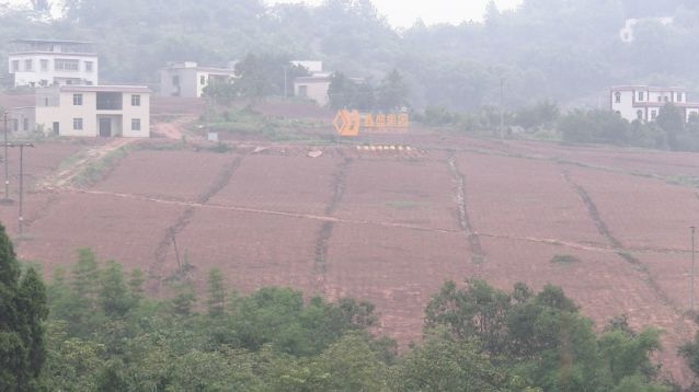泸州首个迷迭香种植基地就在这儿! 泸州首个迷迭香种植基地就在这儿!