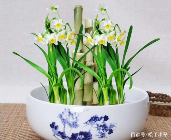 楼房里必养的8种花,家里养这8种花招财又旺财