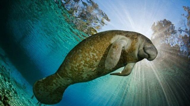 十大自然中的非主流动物, 胡子当武器的蟾蜍, 像