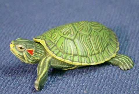 巴西龟，多少人的第一只龟