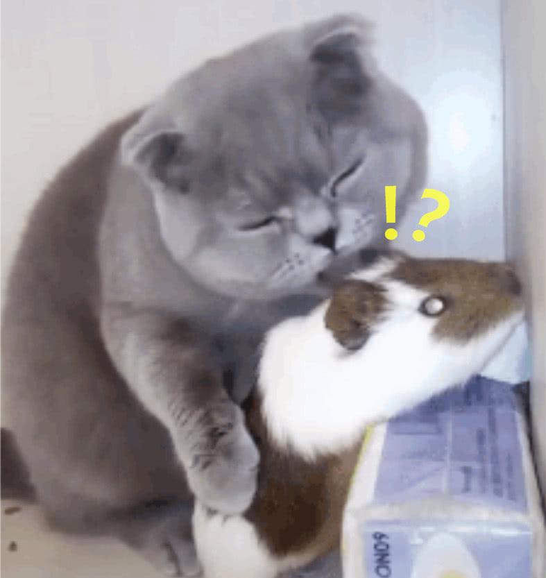 蓝猫(一脸温柔):