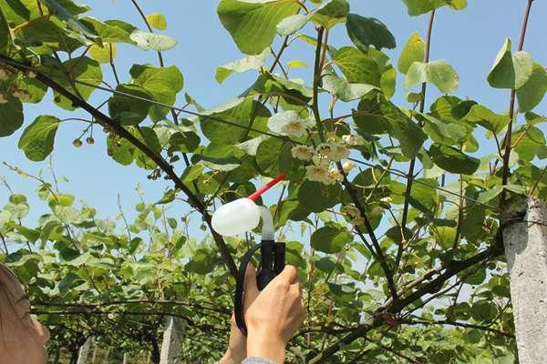 猕猴桃树授粉良好的具体表现!人工授粉的经验