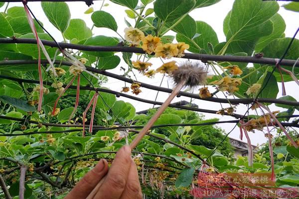 猕猴桃树授粉良好的具体表现!人工授粉的经验