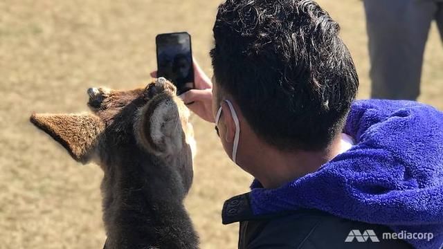 日本奈良公园因发生数百个被鹿咬案件后发出警