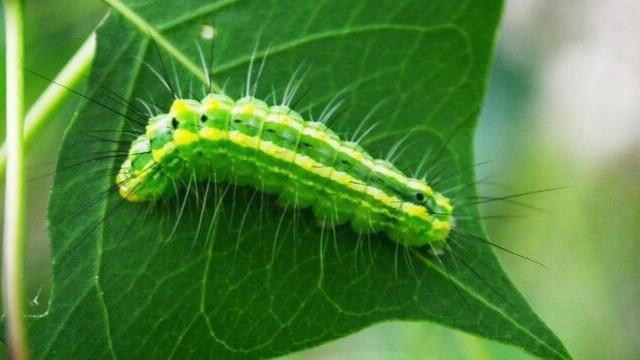 被刺毛虫蛰了怎么处理?农村老奶奶教我几招土