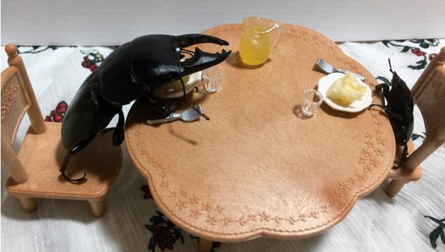 活久见,屎壳郎当宠物养,屎壳郎画一幅画价值2