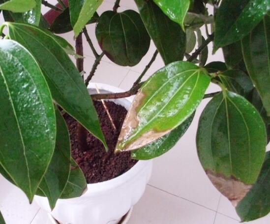 平安树叶子发黄,用这种水浇灌,15天后叶片恢