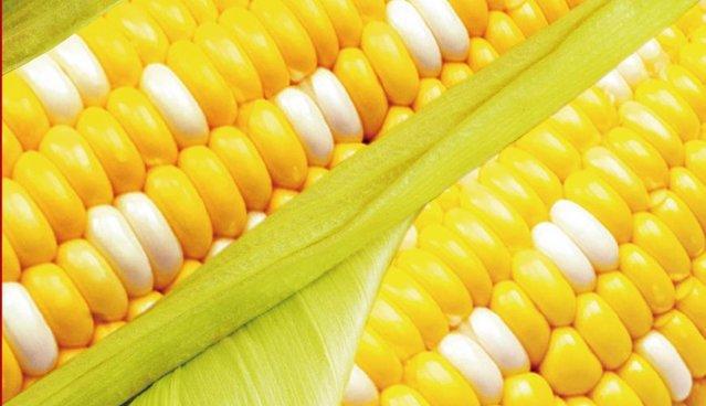 甜玉米和糯玉米为什么营养差别这么大? 这么多