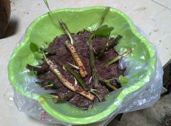 水培绿萝黄叶、烂根,可以进来看看这篇文章