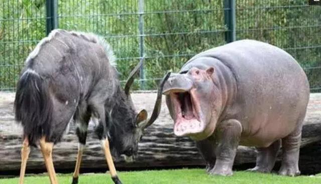 面对河马张嘴怒吼,羚羊不退反进用羚羊角反击河马!