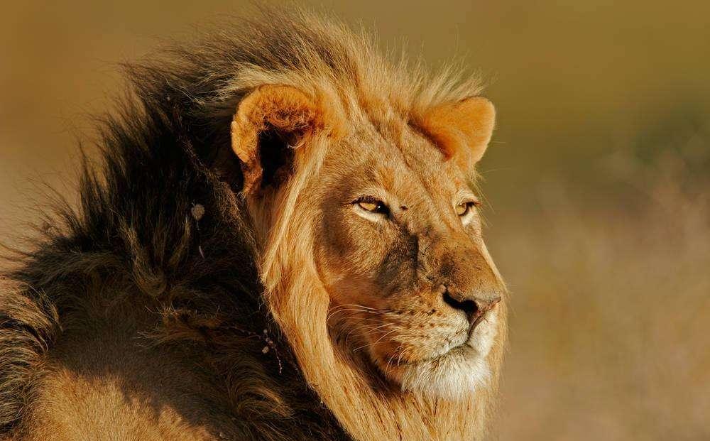 盘点十大地球上最强肉食动物