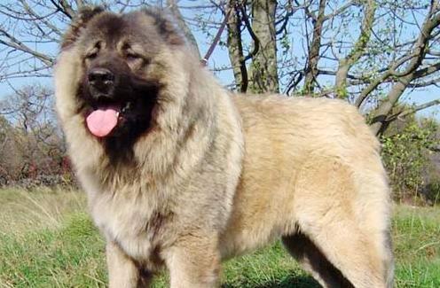 打架最厉害排名?十大世界上打架最厉害的狗排