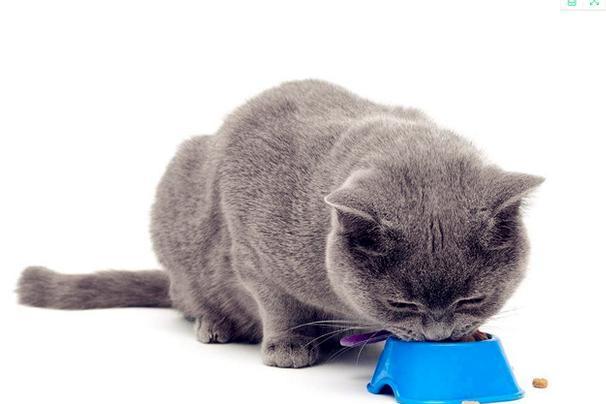很多养猫的都想知道,猫能吃狗粮吗