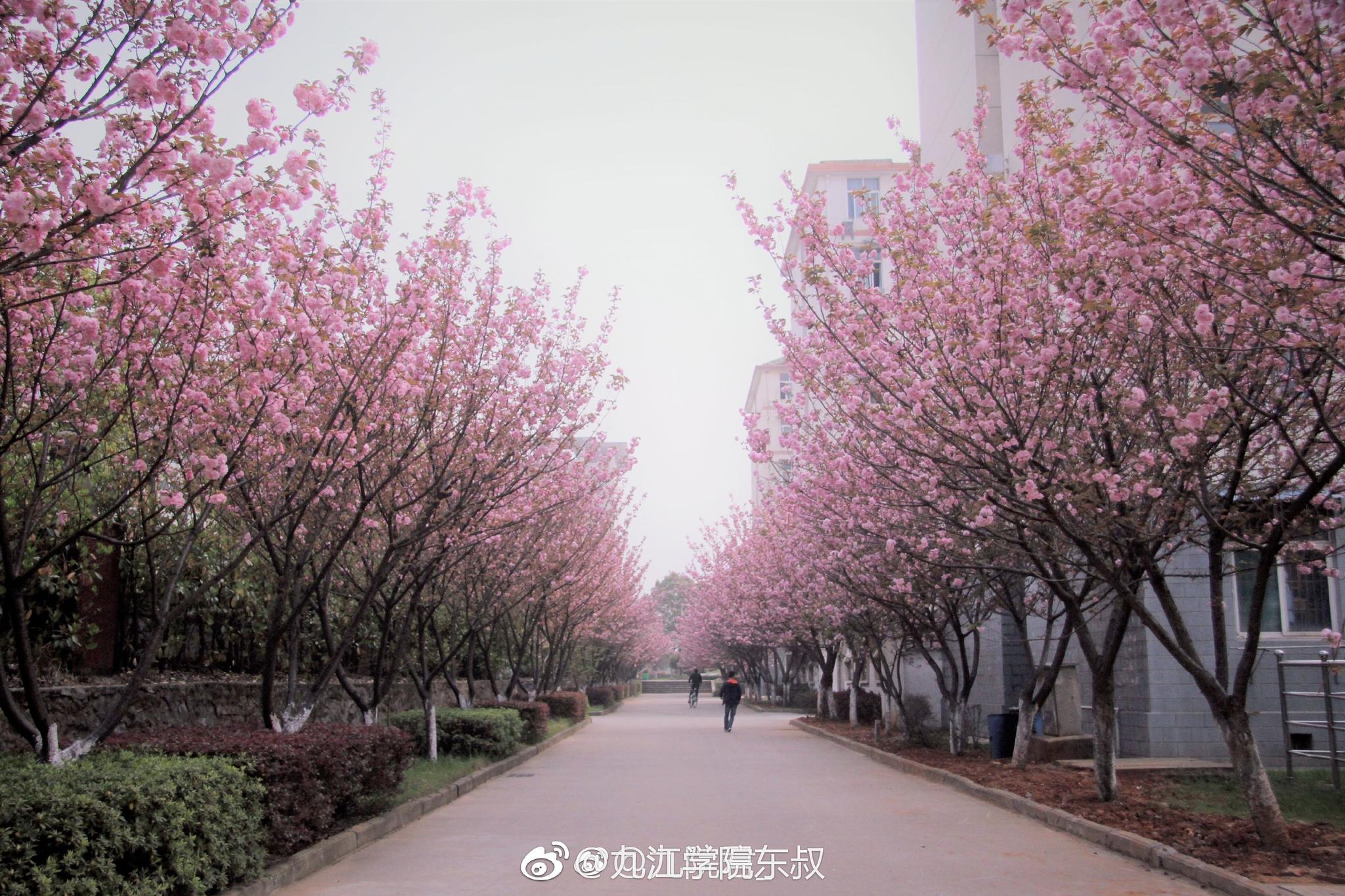 超美！一起约九江学院看樱花[围观]九江学院樱花九江_新浪新闻