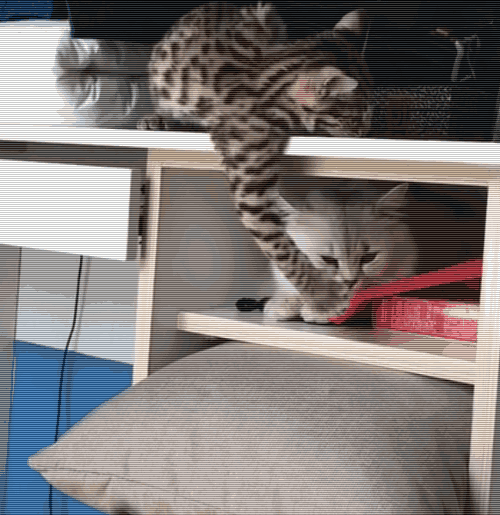 小豹猫撩妹动作太下贱,结果摔地上嗷嗷哭,皮一下开心了