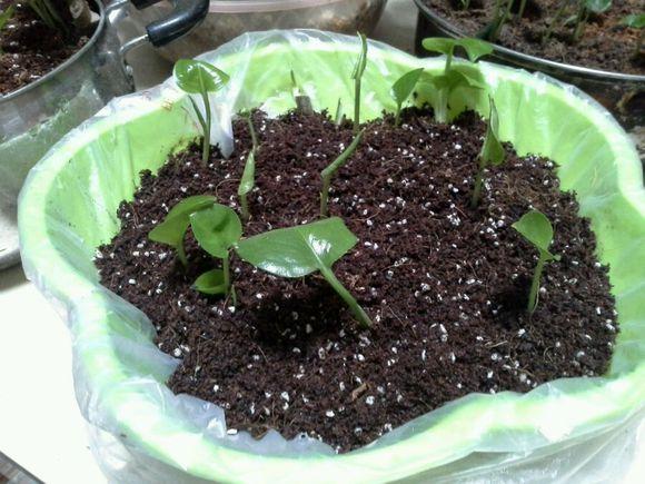 水培绿萝黄叶、烂根,可以进来看看这篇文章