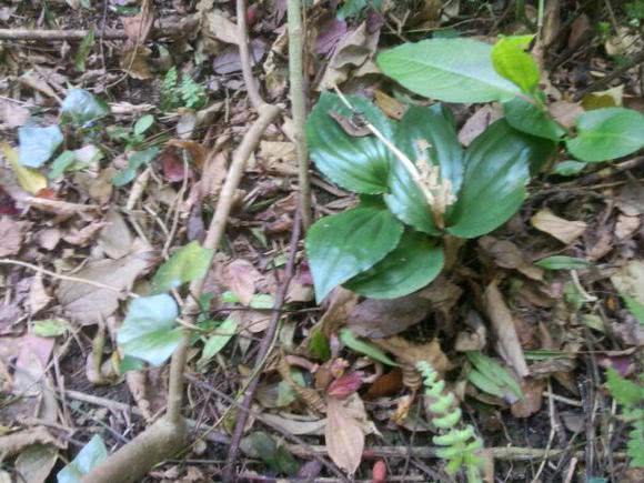 山里的一株野草，民间俗称“见血青”，干草能卖30元一斤