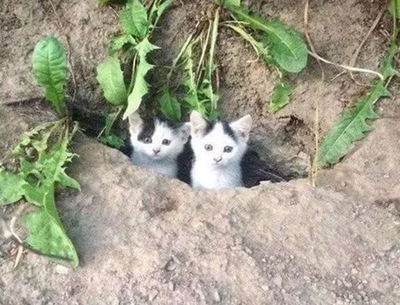 教你一招怎么让猫咪瞬间老实,看完涨见识,原来