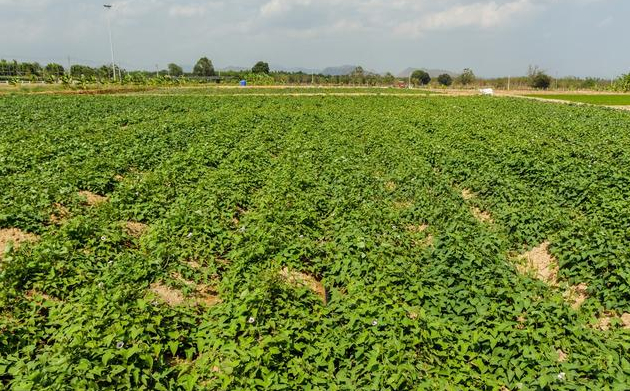 秋红薯种植技术的要点如何做好田间管理!