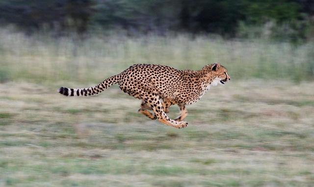 各种动物尾巴的作用, 袋鼠相当于随身揣了个凳子