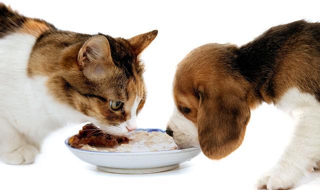 铲屎官注意了，这九种食物千万不能给猫咪吃!