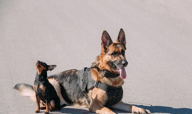 不幸路遇恶狗怎么办,教你对付恶狗最实用的办法