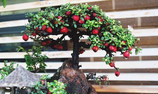 四种最适合阳台种植的盆栽果树,阳台族错过就