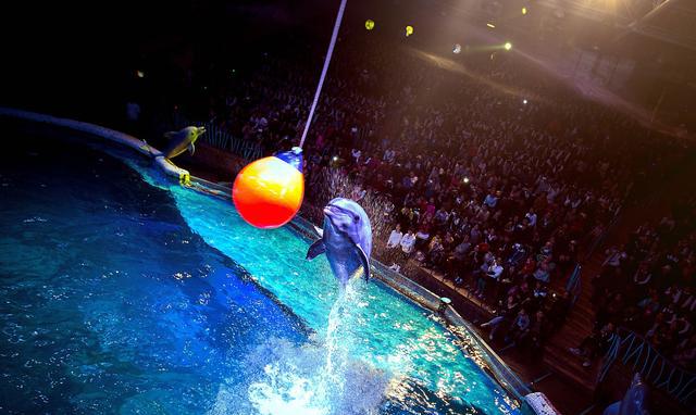 大连圣亚智慧景区再升级 五一游玩更舒心